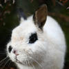 A white rabbit with a black eye patch peers forward, its fur soft and fluffy. The background is blurred, suggesting the rabbit is outdoors in a garden.