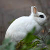 A small, white rabbit sits nestled among dark green moss. Its perked up ears point forward, and its dark eyes gaze intently to the side.