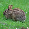 A brown rabbit sits on a patch of bright green grass. The rabbit’s ears are perked up, attentively observing the surroundings.