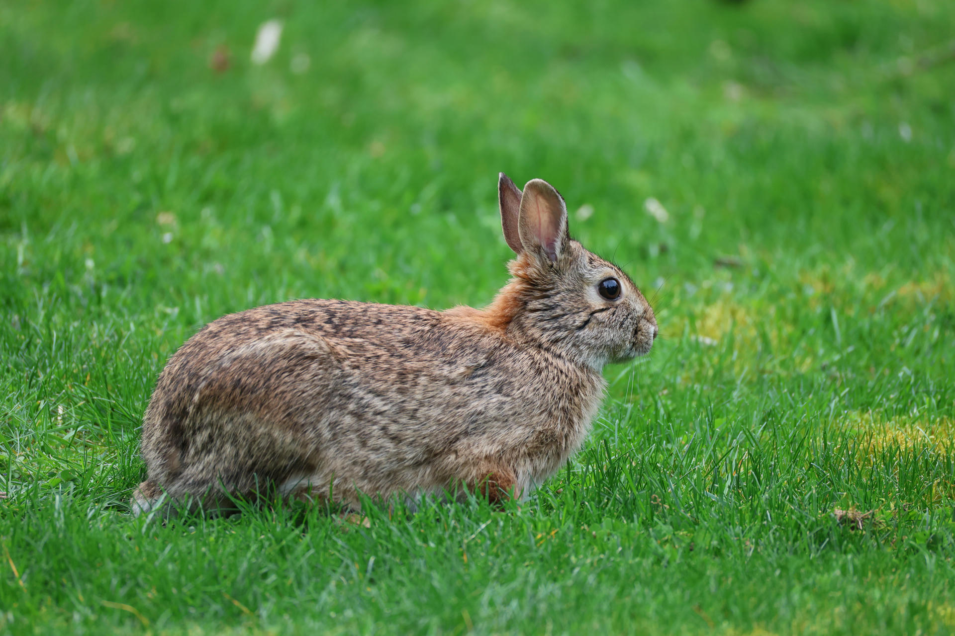 A brown rabbit with perked up ears stands alert on a lush green lawn. Its fur is mottled with shades of gray and tan, blending well with the grassy background.