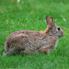 A brown rabbit rests on a vibrant green lawn. Its fur is a mix of browns and grays, and its ears are perked up attentively.
