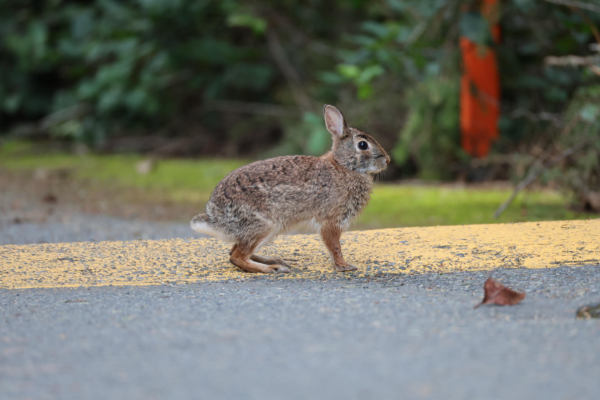 A brown rabbit with perked up ears stands alertly on a yellow speed bump, with greenery blurred in the background. Its fur is mottled with shades of brown and gray, and it appears to be pausing mid-step.