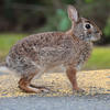 A brown rabbit stands on a yellow speed bump. The rabbit’s ears are perked up, and its eyes focus on the viewer. Green grass forms the background of the image.