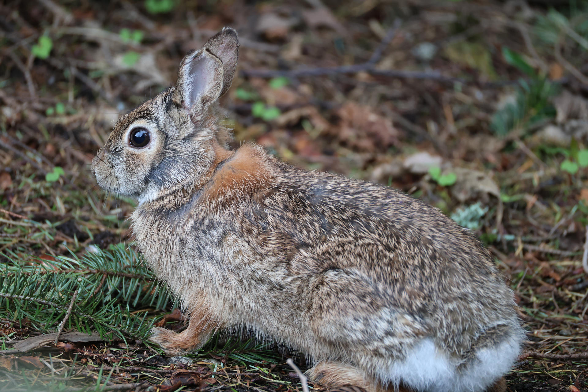 A brown and gray rabbit with perked up ears sits alertly on the forest floor, surrounded by green moss and scattered leaves. Its large dark eyes and soft fur are clearly visible in the natural setting.