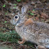 The photo shows a rabbit in a natural setting. The rabbit’s fur is a mix of browns and grays, and its eyes are focused forward.