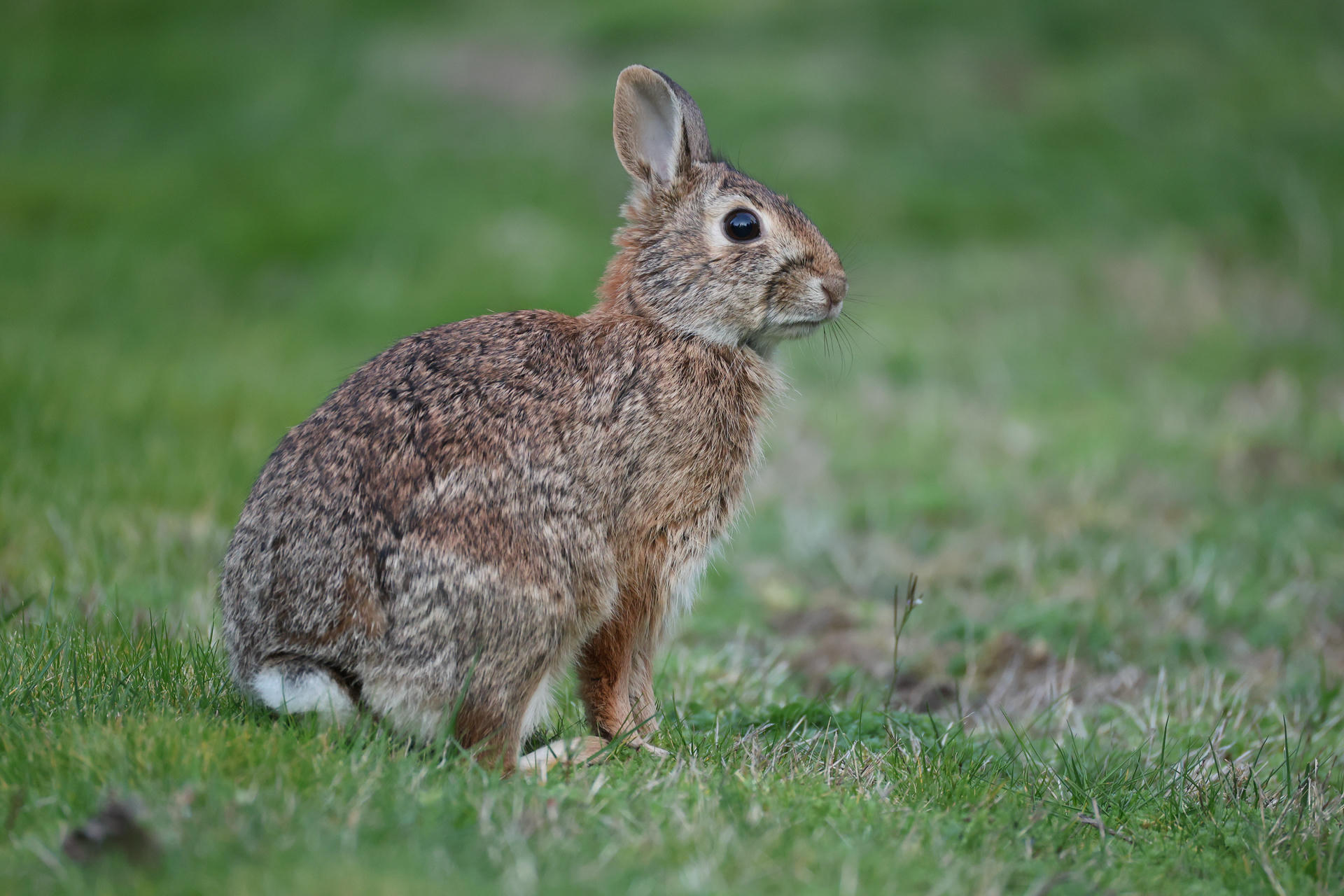 A brown rabbit sits alert on green grass with its ears perked up and eyes wide open. Its fur is speckled with lighter and darker shades, blending into the natural surroundings.