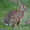 A brown rabbit sits on a patch of green grass. The rabbit’s fur is a mix of brown and grey, and its ears are perked up.