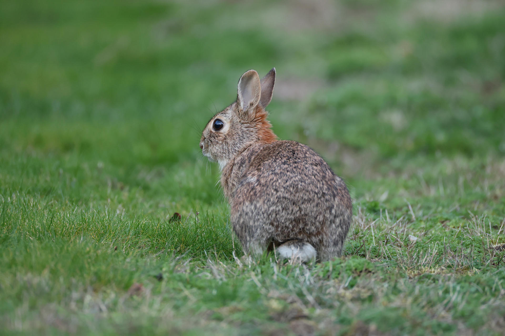 A brown rabbit with perked up ears sits on green grass, facing away but glancing to the side. Its fluffy white tail and speckled fur are clearly visible.