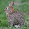 A brown rabbit sits on a patch of green grass. Its perked up ears are alert, and its dark eyes gaze directly at the viewer.