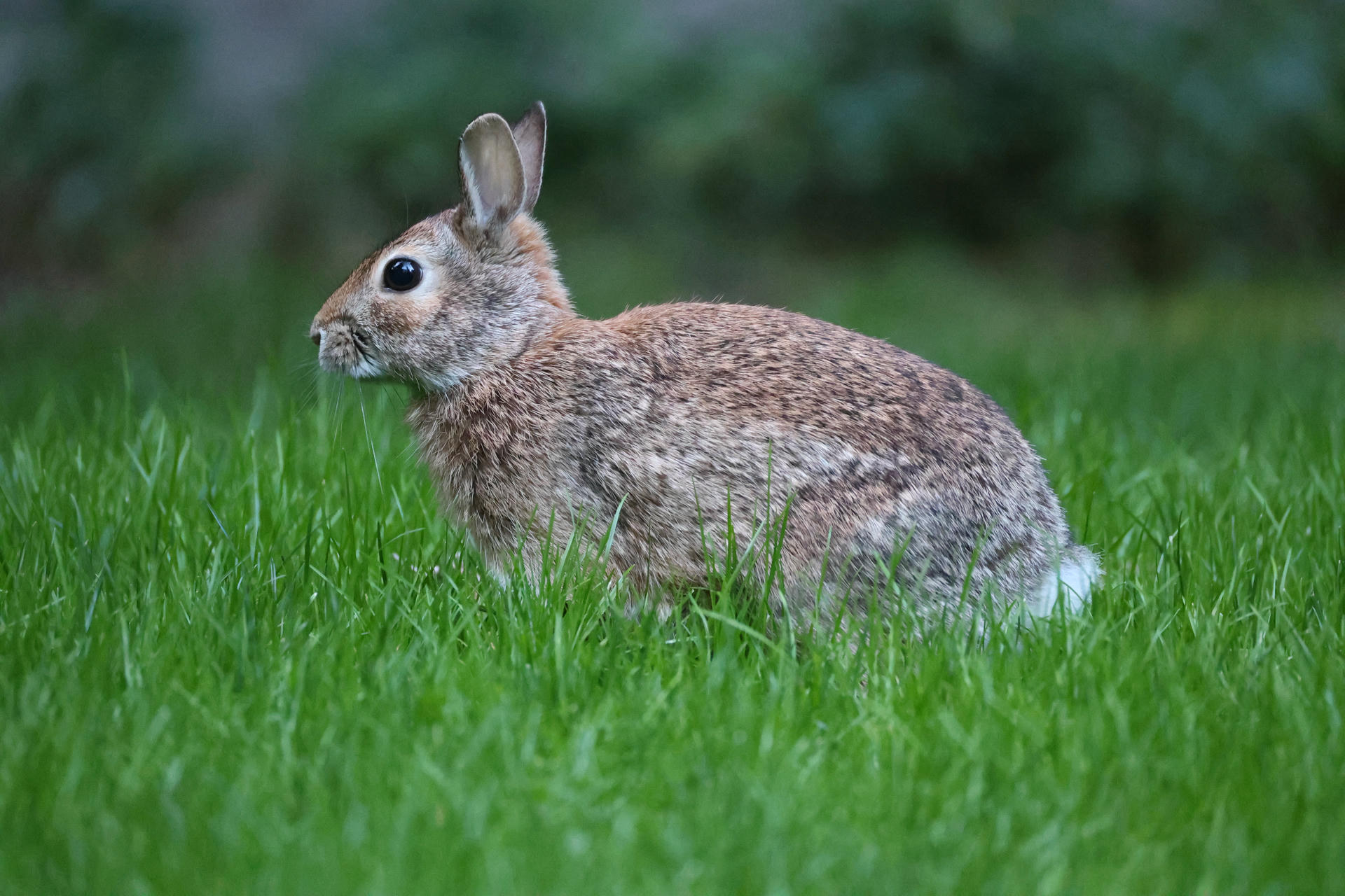 A brown rabbit with perked up ears sits alertly in lush green grass, its fur blending with the natural surroundings. The background is softly blurred, drawing attention to the rabbit’s gentle features.