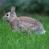 A brown rabbit rests on a patch of bright green grass. The rabbit’s fur is a mottled mix of browns and grays, and its eyes are focused on the viewer.