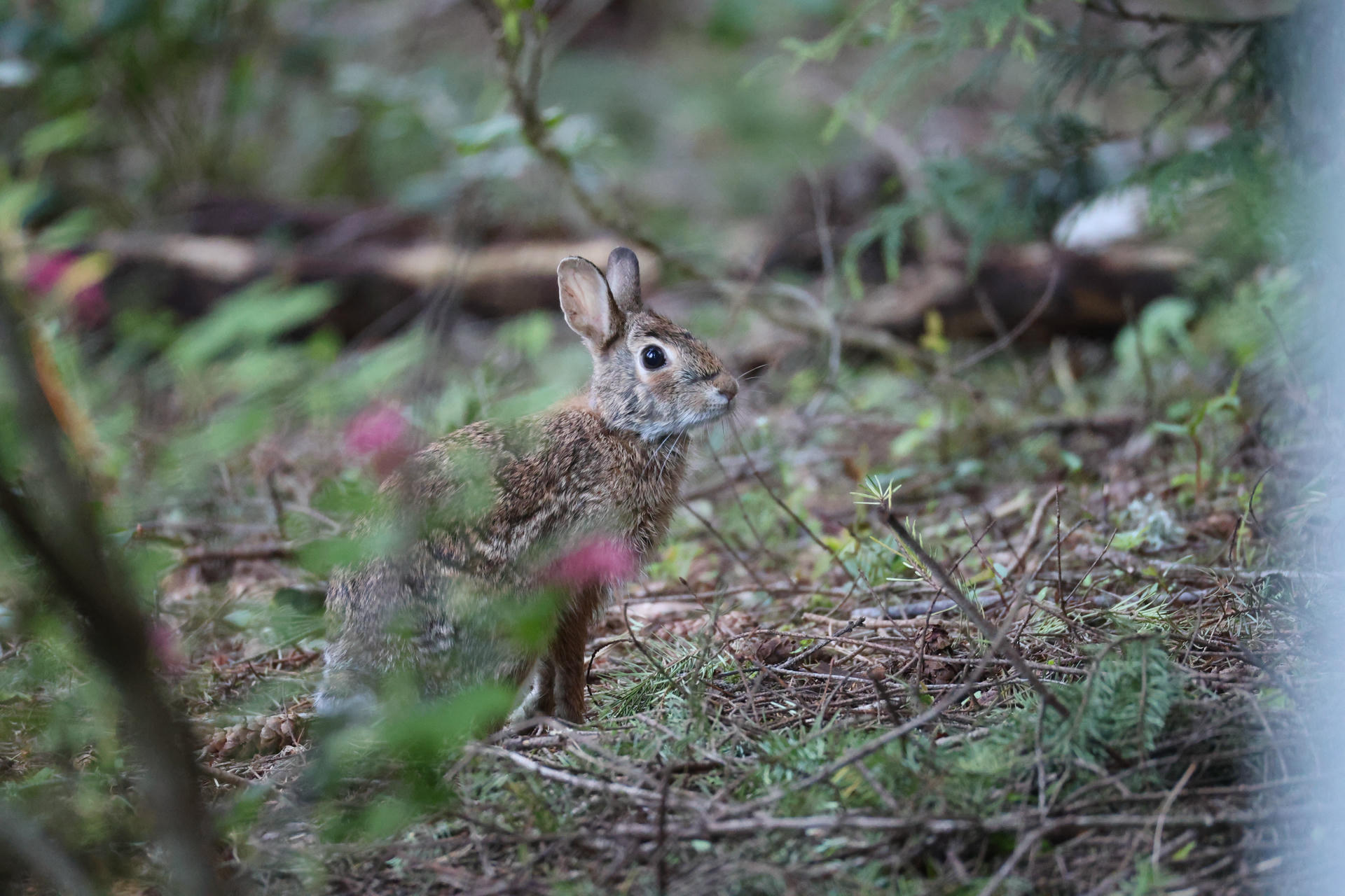 A brown rabbit with perked up ears stands alert among green foliage and pink wildflowers in a natural outdoor setting. The rabbit's fur blends with the earthy ground, and its gaze is focused on something in the distance.