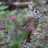 A small, brown rabbit sits amongst green foliage. Its ears are perked up, and its dark eyes gaze directly at the viewer.