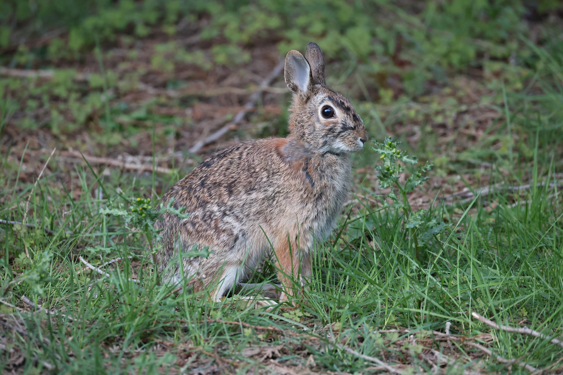 A brown rabbit with mottled fur sits alertly in green grass, its ears perked up and eyes wide as it looks to the side. The background is filled with blurred greenery and twigs.