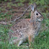 A brown rabbit sits in a patch of green grass. Its fur is a mix of light and dark brown, and its ears are perked up attentively.