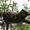 A dark gray raccoon is perched on a branch. The raccoon is looking upward with its paws outstretched, set against a blurred green background of leaves and branches.