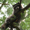 A raccoon is perched high in a tree, its dark fur contrasting with the bright green foliage. The animal appears to be looking directly at the camera.