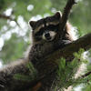 A gray and black raccoon is perched in a tree. The raccoon’s face is turned towards the viewer, showing its dark mask and fluffy fur.