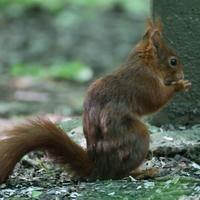 A red squirrel with a bushy tail sits on the ground near a tree, holding food in its front paws. The background is a blur of green foliage and dappled sunlight.