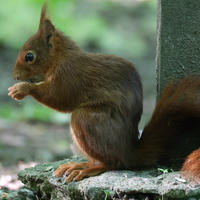 A red squirrel sits upright on the ground near a tree trunk, holding food in its tiny front paws. Its bushy tail is visible behind it, and the background is softly blurred with green foliage.