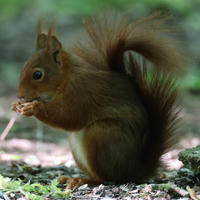 A red squirrel sits on the ground, holding food in its tiny paws and nibbling, with its bushy tail curled up behind it. The background is softly blurred with green and brown tones, highlighting the squirrel’s reddish fur.