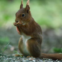 A red squirrel sits upright on the ground, holding food in its front paws with a bushy tail curled behind it. The background is softly blurred with shades of green, highlighting the squirrel’s reddish-brown fur and white belly.