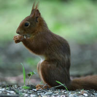 A red squirrel sits upright on the ground, holding food in its tiny paws and nibbling. The background is softly blurred with green and gray tones, highlighting the squirrel’s reddish-brown fur.