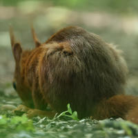 A red squirrel is seen from behind, sitting on the ground with its bushy tail curled around its body. The background is softly blurred, highlighting the squirrel’s reddish fur and pointed ears.