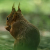 A red squirrel sits on the ground with its back turned, its bushy tail and tufted ears visible against a soft, green background. The lighting highlights the squirrel’s reddish fur as it appears to be nibbling on something.