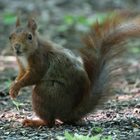 A red squirrel stands alert on the forest floor, its bushy tail arched high and its fur glowing with reddish-brown tones. Dappled sunlight filters through the trees, highlighting the squirrel’s curious expression.