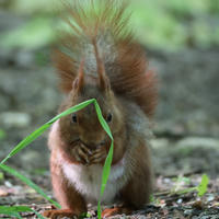 A red squirrel is sitting on the ground with a tall blade of grass curving in front of its face, partially obscuring its features. The background is a soft blur of green and brown, highlighting the squirrel’s reddish fur and bushy tail.