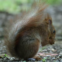 A red squirrel sits on the ground with its bushy tail curled over its back, surrounded by a natural, earthy setting. The squirrel appears alert, with its head turned slightly to the side.