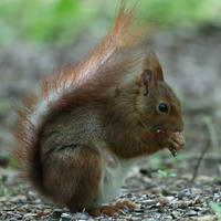 A red squirrel sits on the ground with its bushy tail arched over its back, holding food in its tiny paws. The background is softly blurred with green and brown tones, highlighting the squirrel’s delicate features.