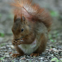 A red squirrel sits on the ground, holding food in its tiny paws and nibbling, with its bushy tail arched over its back. The background is a soft blur of earth and greenery.