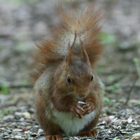 A red squirrel with tufted ears sits on the ground, holding food in its tiny paws. The background is a soft blur of earth and scattered seeds.