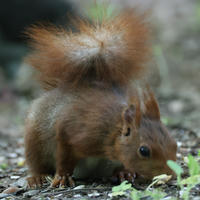 A red squirrel with a bushy tail is standing on the ground, surrounded by small plants and pebbles. Its fur appears soft and reddish-brown, and it looks alert as it explores its surroundings.