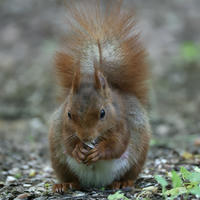 A red squirrel sits upright on the ground, holding food in its tiny paws and looking directly at the camera. Its bushy tail is raised high behind it, and the background is softly blurred with hints of green.