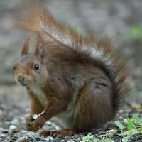 A red squirrel sits on the ground with its bushy tail arched over its back, looking alert and curious. The background is a soft blur of earthy tones, highlighting the squirrel’s reddish fur.