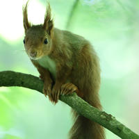 A red squirrel with tufted ears is perched on a tree branch, surrounded by a soft green, out-of-focus background. The squirrel is looking directly at the camera, appearing alert and curious.