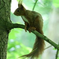 A red squirrel with tufted ears is perched on a tree branch, surrounded by lush green foliage and dappled sunlight. Its bushy tail hangs down, and it appears alert and attentive to its surroundings.