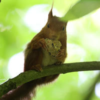A red squirrel sits on a tree branch, surrounded by lush green leaves and dappled sunlight. Its bushy tail and tufted ears are visible as it looks upward.