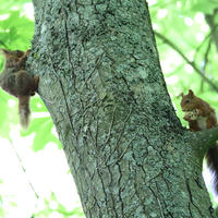 Two red squirrels cling to the trunk of a tree, facing each other amid a backdrop of bright green leaves. The rough bark and vibrant foliage highlight the squirrels' reddish fur.