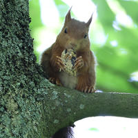 A red squirrel sits on a tree branch, holding food in its front paws and looking directly at the camera. The background is filled with soft green leaves, creating a peaceful woodland scene.