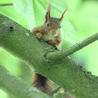 A red squirrel with tufted ears perches on a mossy tree branch, surrounded by soft green leaves. The squirrel looks directly at the camera, its paws resting on the branch.