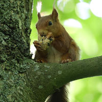 A red squirrel sits on a tree branch, holding and nibbling on a nut with its tiny paws. The background is filled with soft green leaves, creating a peaceful woodland scene.