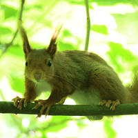 A red squirrel with tufted ears is perched on a branch, surrounded by bright green leaves and dappled sunlight. The squirrel faces the camera, appearing alert and curious.
