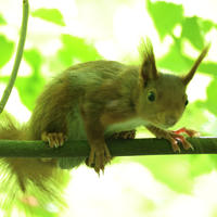 A red squirrel with tufted ears is perched on a branch, surrounded by bright green leaves and dappled sunlight. The squirrel appears alert and is looking directly at the camera.