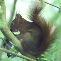 A red squirrel sits on a tree branch, its bushy tail curled up behind it as it nibbles on food. The background is filled with green leaves, giving the scene a peaceful, natural feel.