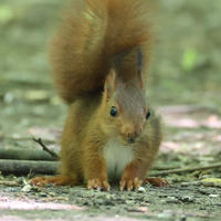 A red squirrel stands alert on the forest floor, its bushy tail arched high and ears perked up. Soft sunlight filters through the trees, highlighting its reddish fur and white belly.