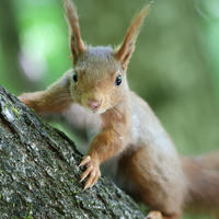 A red squirrel clings to the side of a tree trunk, looking directly at the camera with its tufted ears alert. The background is a soft blur of green, highlighting the squirrel’s reddish fur and curious expression.